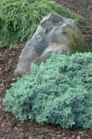 Great Design Plant: Juniperus Squamata ‘Blue Star’