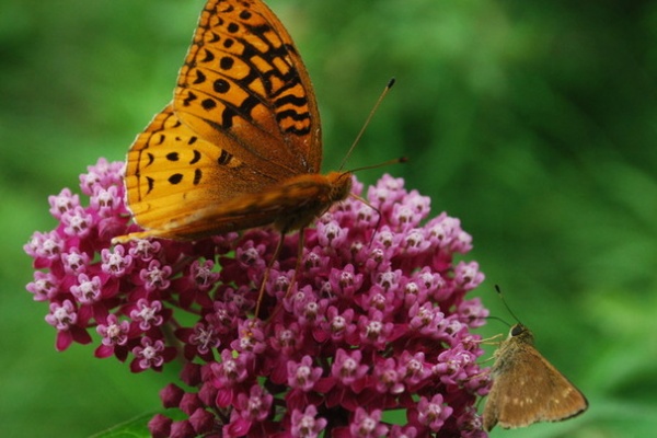 Landscape Swamp Milkweed / Asclepias incarnata