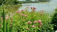 Great Design Plant: Asclepias Incarnata for a Butterfly Garden