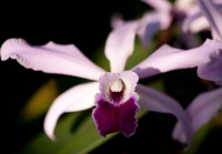 Orchids 101: Classic Cattleyas