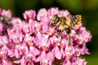 Put Out the Welcome Mat in Your Garden for Leafcutter Bees