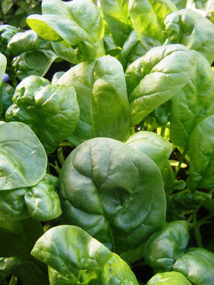 Traditional Landscape Spinach, Photo by Robin McDonald