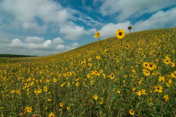 Landscape by Chris Helzer