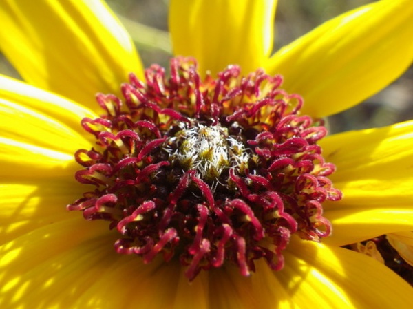 Landscape Helianthus petiolaris