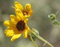 Great Design Plant: Helianthus Petiolaris