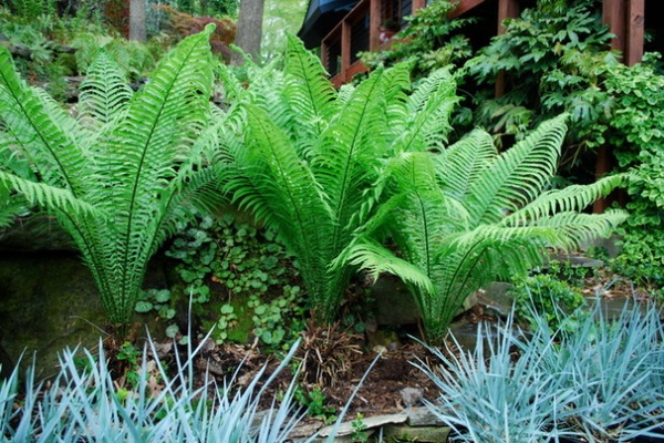 Eclectic Landscape by Jay Sifford Garden Design