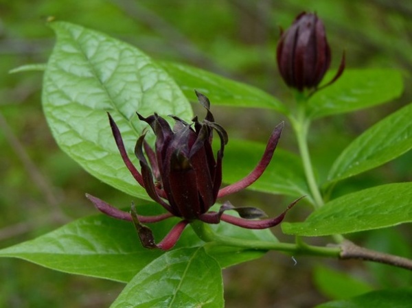 Landscape Carolina Allspice (Calycanthus floridus)