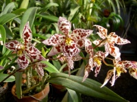 Orchids 101: Frilly Oncidiums Dance Their Way to Center Stage