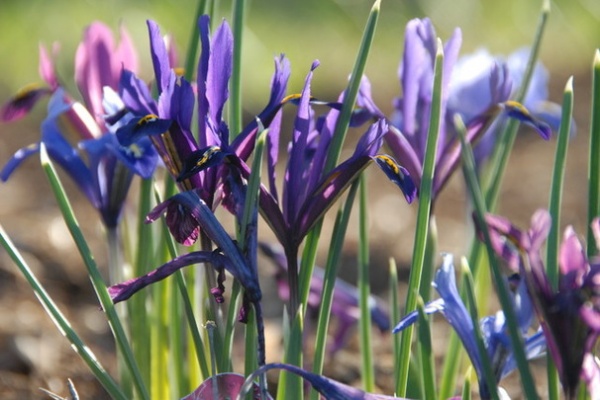 Landscape by Susan Teare, Professional Photographer