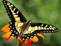 6 Easy Steps to Creating Your Butterfly Garden