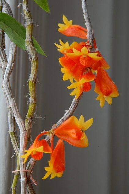 Dendrobium obtusisepalum