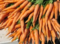 Cool-Season Vegetables: How to Grow Carrots