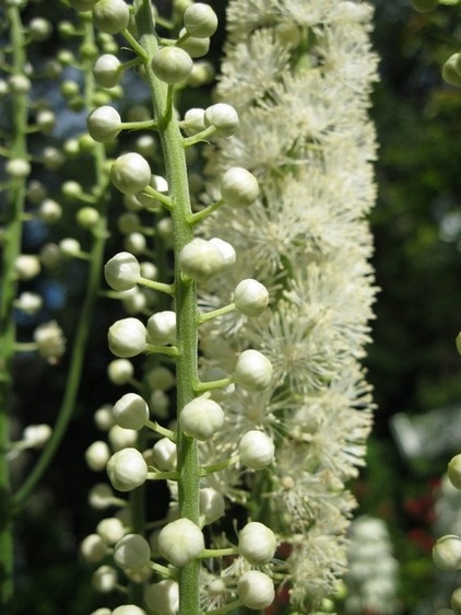 Landscape Actaea Racemosa