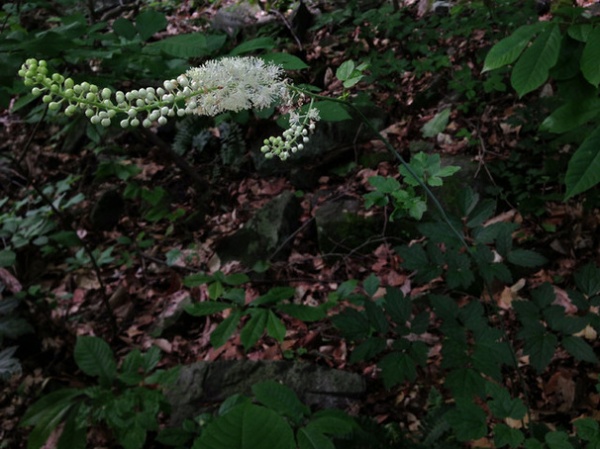 Landscape Actaea Racemosa