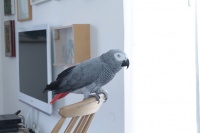 The Best of My Houzz: 50 Design-Loving Pets