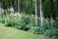 Great Design Plant: Actaea Racemosa