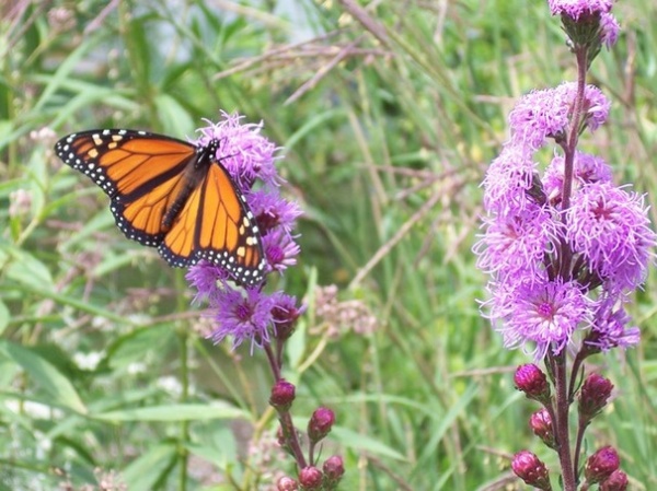 Monarch on Blazing Star