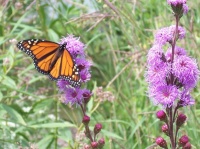 Great Design Plant: Liatris Aspera