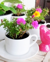 DIY Project: Teacup Planter Pots