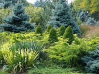 Designing With Conifers: Layers of Texture for Your Garden