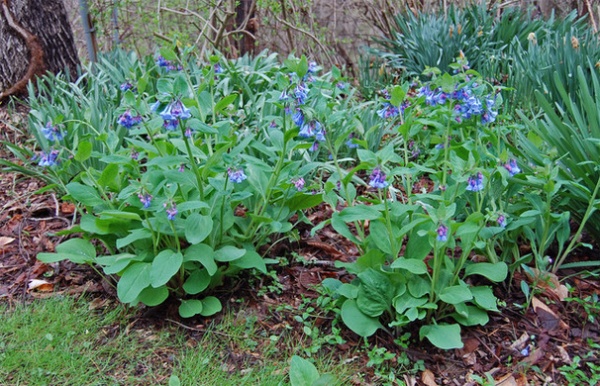 Rustic Landscape Virginia Bluebells