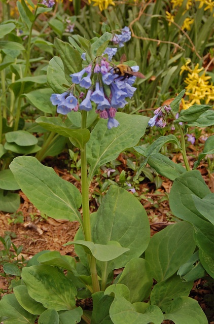 Rustic Landscape Virginia Bluebells