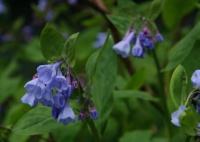 Great Design Plant: Mertensia Virginica