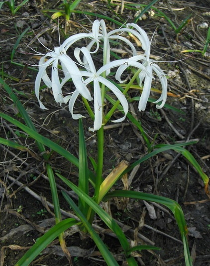 Landscape Crinum americanum