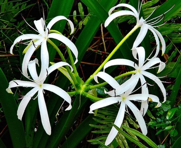 Landscape Swamp Lily