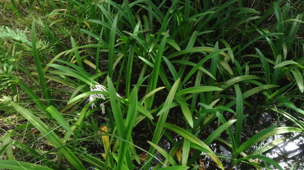 Landscape Crinum americanum L.