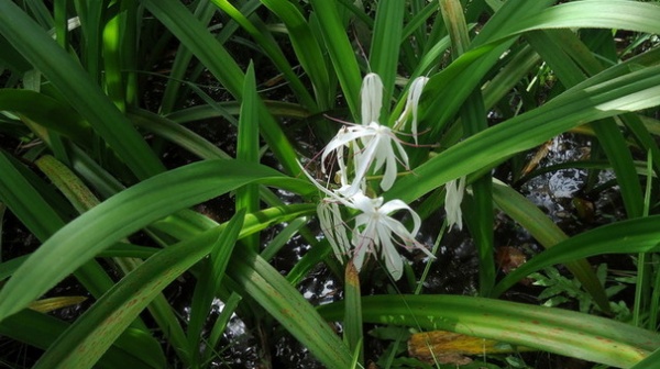 Landscape Crinum americanum L.