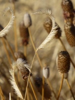 Great Design Plant: Bouteloua Gracilis