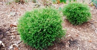 Great Design Plant: Thuja Occidentalis ‘Bobozam’