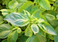 Herb Garden Essentials: How to Grow Basil