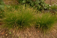 Great Design Plant: Carex Eburnea