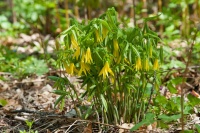 Great Design Plant: Uvularia Grandiflora Thrives in Shade Gardens