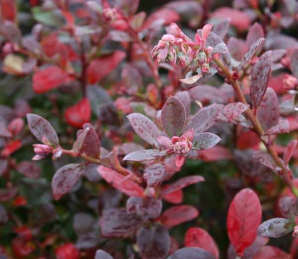 Summer Crop: How to Grow Blueberries