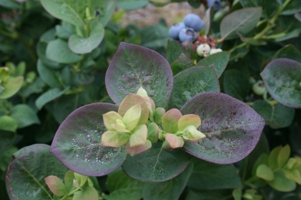 Summer Crop: How to Grow Blueberries