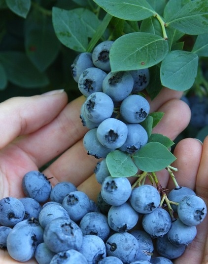 Summer Crop: How to Grow Blueberries