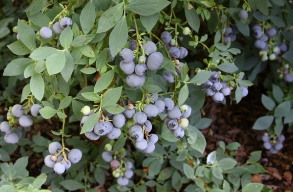 Summer Crop: How to Grow Blueberries