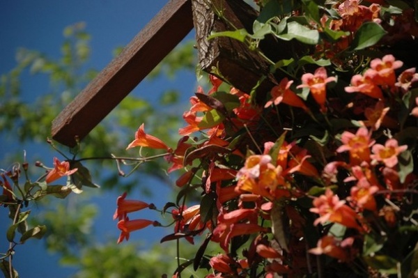 Traditional Landscape by J. Peterson Garden Design