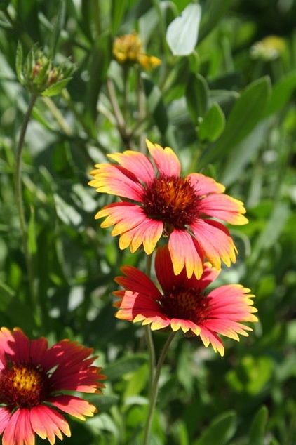 Landscape Blanketflower