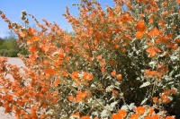 Warm Up Your Garden With Orange Flowers