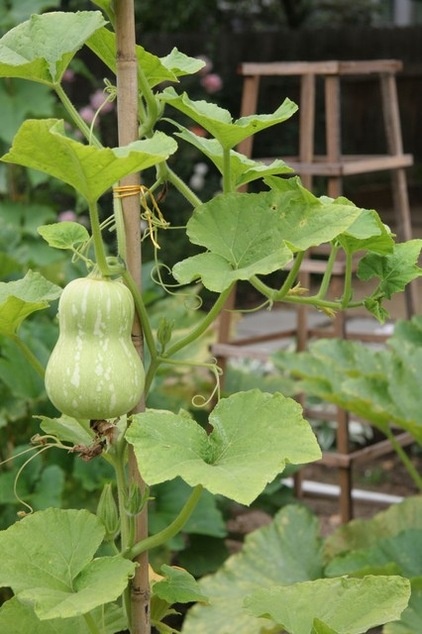 Summer Crops: How to Grow Squash