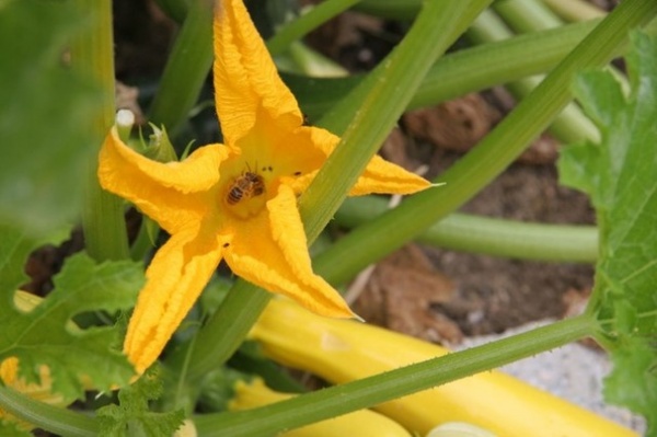 Summer Crops: How to Grow Squash