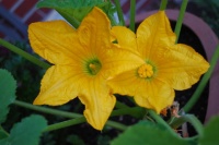 Summer Crops: How to Grow Squash