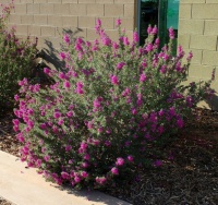 How to Prune Your Flowering Shrubs for the Best Blooms