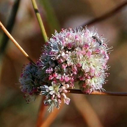 Great Design Plant: Eriogonum Nudum, a Summer Oasis for Pollinators