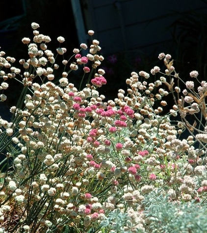 Great Design Plant: Eriogonum Nudum, a Summer Oasis for Pollinators