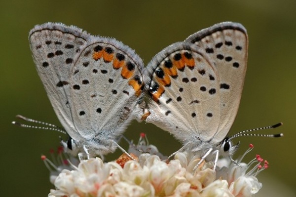 Great Design Plant: Eriogonum Nudum, a Summer Oasis for Pollinators